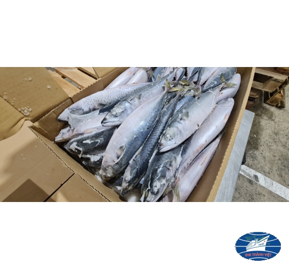 CÁ SABA  NHẬT (JAPAN) THÙNG 10KG SIZE 200-300